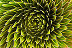 Patterns