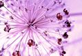 Purple Flower