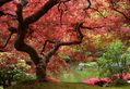 Japanese Maple