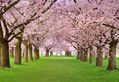 Cherry Blossom Trees