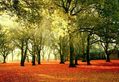 Autumnal Carpet