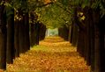 Maple Alley