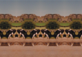 Cattle Grove