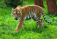 The Tiger