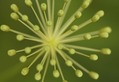 Seed Head