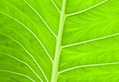 Leaf Lines