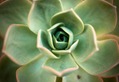 Petal
