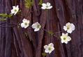 Tiny Whites