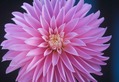 Big Pink
