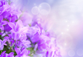 Purple Spring Flowers