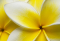 Plumeria Flowers