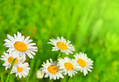 Camomiles