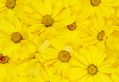 Yellow Daisies