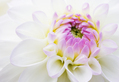 Dahlia Flower