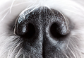 Nose