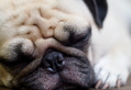 Pug