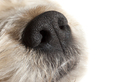 Dog Nose