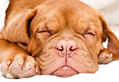 Sleeping Pup