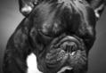 French Bulldog B&W