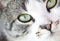 Green Eye Cat