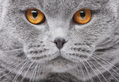 Grey Cat