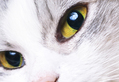 Cat Close-up