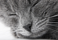 Sleeping Cat