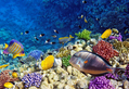 Red Sea Coral