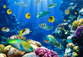 Tropical Fish