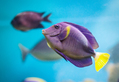 Purple Yellowfin