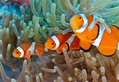 Clownfish