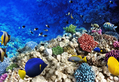 Coral at Red Sea 