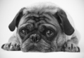 Black & White Pug