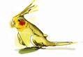 Cockatiel