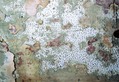 Wallpapered