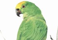 Parrot B