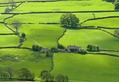Greens