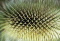 Spore