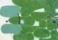 The Green Earth 