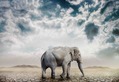 The Elephant