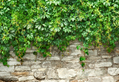Stone Wall with Plants