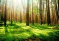 Misty Tree Wallpaper Design