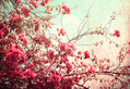 Spring Flowers