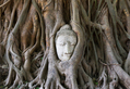 Buddha in the Roots