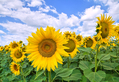 Sunflower Field
